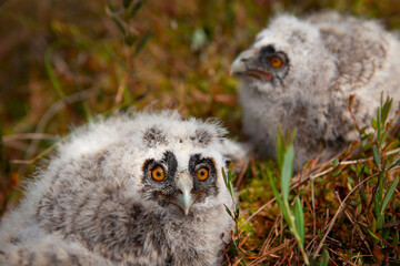 Naklejka premium Long-eared owl chicks flew out of the nest.