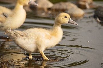 pato blanco joven en el estanque del parque