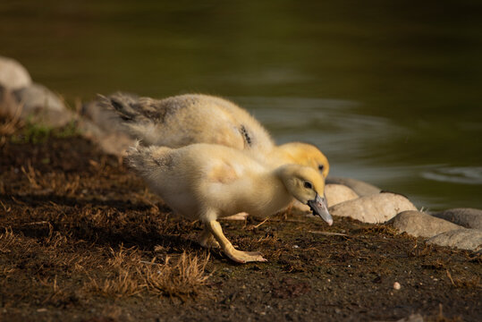 pareja de patos jóvenes en el estanque