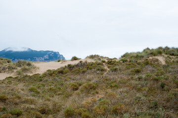 Fototapeta na wymiar Dunes with plants at Laredo beach, Cantabria, Spain, Europe