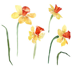 Watercolor set, a collection of yellow-orange daffodils isolated on a white background. Summer design, spring greeting card.