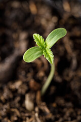 Young growing medical hemp plant from sprouted seeds in a black container pot.