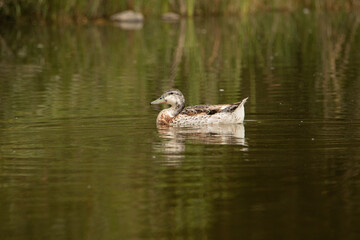 pato de colores nadando en el estanque del bosque