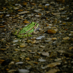 Green frog in shallow water on stones