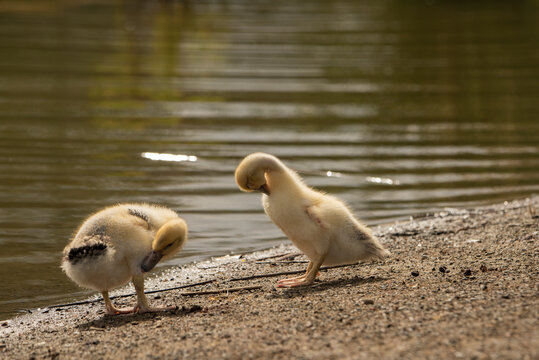 pareja de patos jóvenes en la orilla del estanque del parque