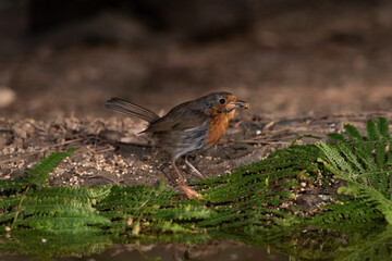 Petirrojo europeo en el estanque junto a los helechos  (Erithacus rubecula)