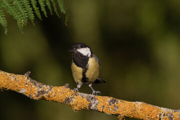 Carbonero común posado en una rama con líquenes  (Parus major)