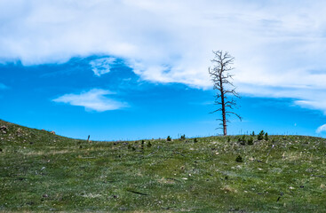 Lone dead tree on rolling hills.  Rule of thirds