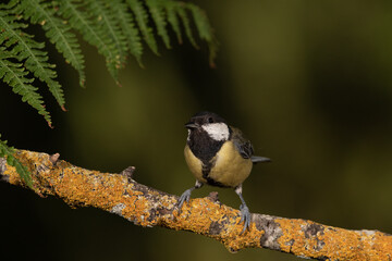 Fototapeta premium Carbonero común posado en una rama con líquenes (Parus major)
