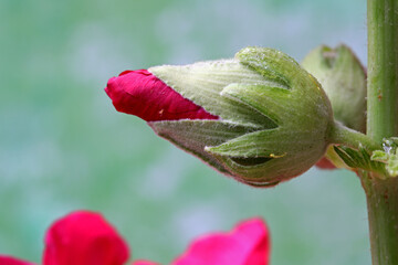 close-up of red  flower in the garden