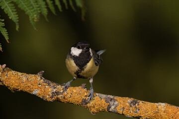Carbonero común posado en una rama con líquenes  (Parus major)