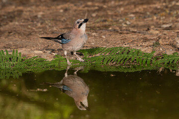 Arrendajo euroasiático bebiendo en el estanque (Garrulus glandarius)