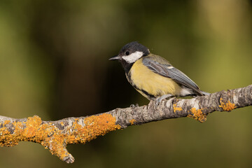 Obraz premium Carbonero común posado en una rama con líquenes (Parus major)