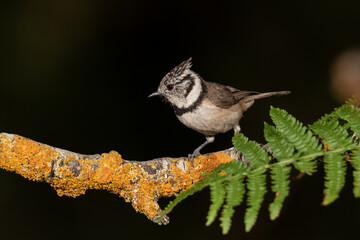 
Herrerillo capuchino posado en una rama con musgo (Lophophanes cristatus)