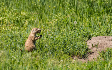 Prairie dog with nesting material her mouth