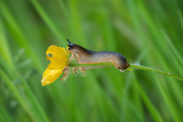 Slug eating buttercup. Arion ater agg.