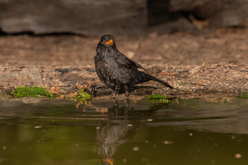 Mirlo común bebiendo y bañándose en el estanque (Turdus merula)
