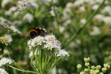 Bumble Bee Pollinating a Wild Flower in a Meadow