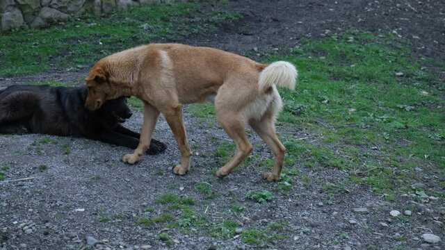 stray dogs resting on the street. A stray dog sleeps on the ground. A large stra
