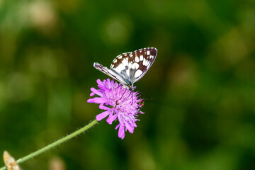 Black and white butterfly