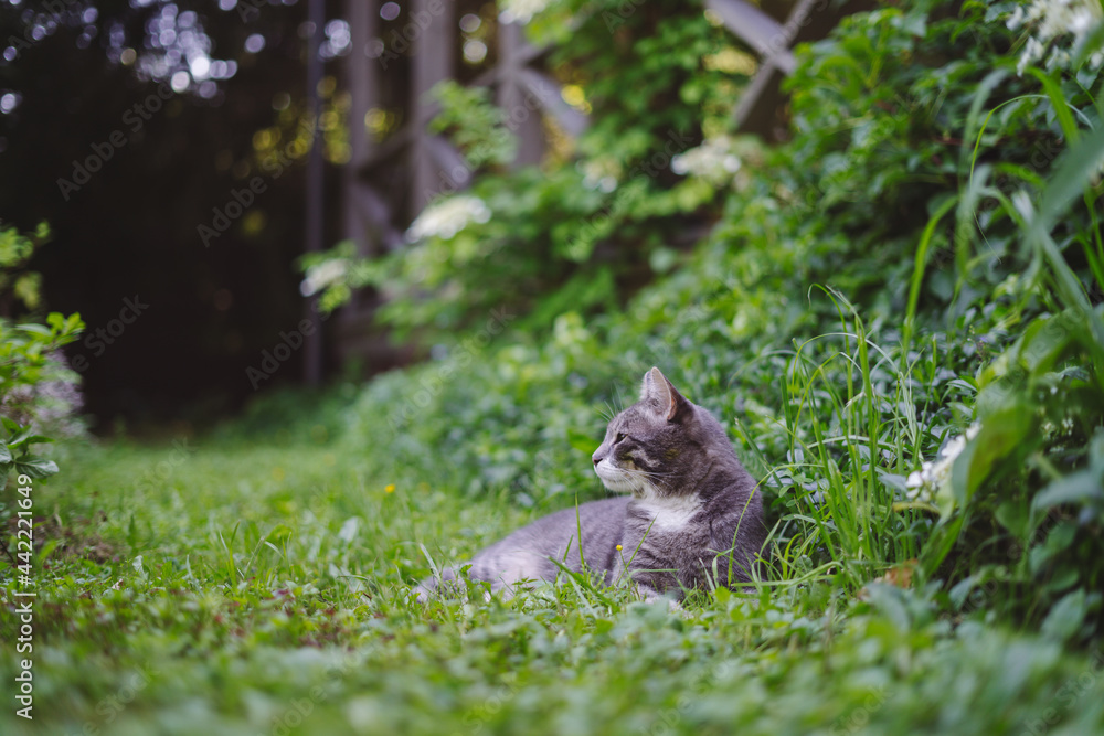 Wall mural cute cat on the grass next to the terrace. eating grass, walking near country house, happy pet