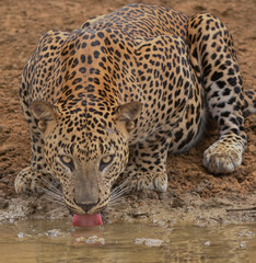Leopard have a drink; leopard drinking water; leopard in Sri Lanka; Big cat drinking water; leopard...