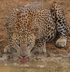 Selbstklebende Fototapeten Leopard have a drink  leopard drinking water  leopard in Sri Lanka  Big cat drinking water  leopard print © DINAL