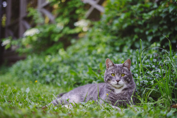 Naklejka na ściany i meble Cute cat on the grass next to the terrace. Eating grass, walking near country house, happy pet