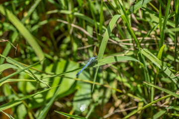 Light blue dragonfly closeup