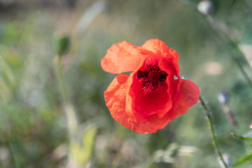 Poppy in a flower meadow