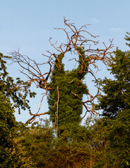 A close up of a tree
