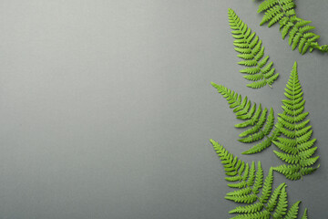 Beautiful tropical fern leaves on grey background, flat lay. Space for text