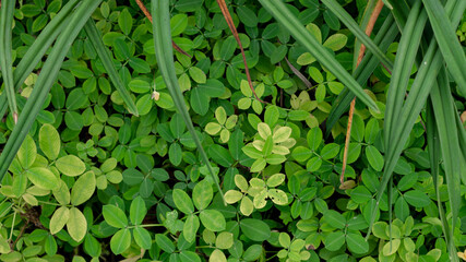 fresh green leaves nature background