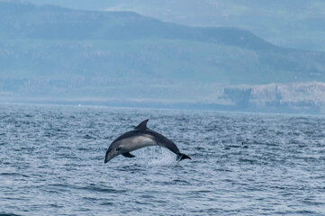 two dolphins jumping