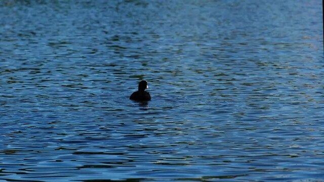 Eurasian coot searching for food. Beautiful black and white Fulica Atra swimming on the blue wavy watersurface and eating some floating plants. Spring afternoon in Nürnberg. Wildlife in the city, 4k.