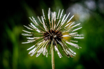 dandelion seed head