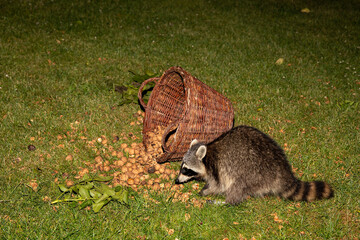 Close up of raccoon in the garden, eats walnuts
