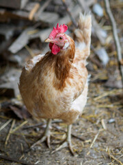 Chicken on the farm