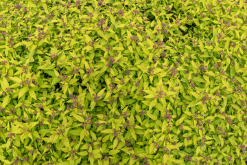 Inflorescences of Spiraea japonica in the garden, background.