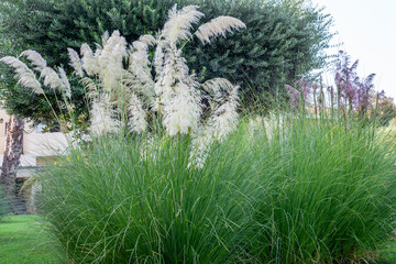 Beautiful bush of pampas grass in the natural park. Floral pampas grass in summer. Spanish flora, la Manga del Mar Minor.