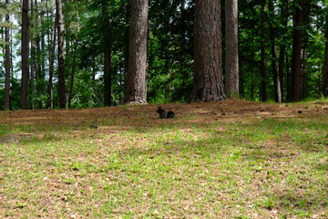 Indian Creek Louisiana - Forest, Squirrel