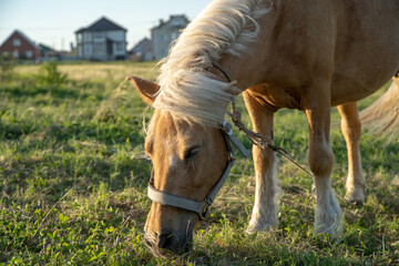 A ginger horse with a white mane grazes in the meadow.