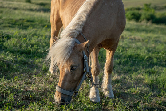 A ginger horse with a white mane grazes in the meadow.