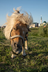 A ginger horse with a white mane grazes in the meadow. Close-up.