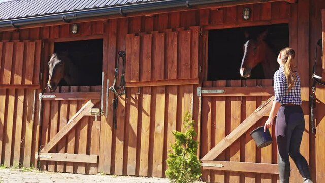 Two horses looking from the stable window. Girl opening the wooden door of the stable and going inside. The girl is holding a small bucket. Taking care of horses.