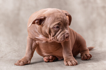 A sad brown American bully puppy sits on its side.