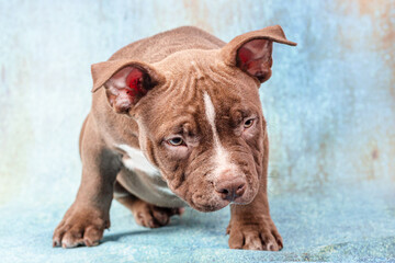 A sad brown American bully puppy sits and stares intently at the viewer.