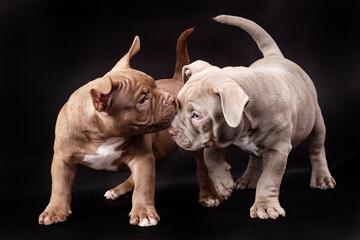 Two pups of American bully purple and brown with uncut ears.