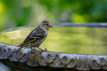 pine siskin perched on a birdbath with colorful background and reflection in water