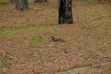 Indian Creek Louisiana - Forest, Squirrel